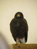 Wüstenfalke Haika