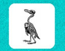 het dierenrijk - rangschikken diersoorten