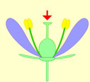 bloem ( animatie)