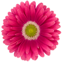 Gerbera Unique
