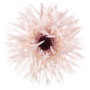 Gerbera Cream Springs