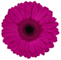 gerbera bon dia