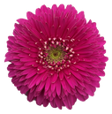 Gerbera Magic Ball