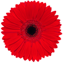 gerbera blind date