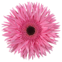Spider gerbera Amazing