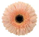 Gerbera Café del mar