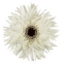 Spider gerbera Garden Ghost