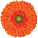 Gerbera Atlanta