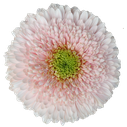 Gerbera Himalia