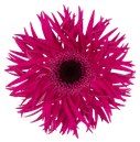 Spider gerbera Renegade