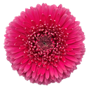 Gerbera Scar