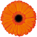 gerbera applause