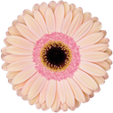 Gerbera Alliance