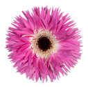 Spider Gerbera Stitch