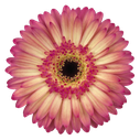 Gerbera Hippy Chic