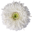 Gerbera Moon Kick