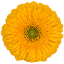gerbera Honey Ball