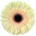Gerbera Eclair