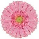 Gerbera Glossy