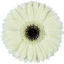 Gerbera Iceberg