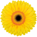 gerbera apollo