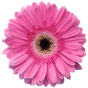 Gerbera Dreamer
