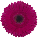 gerbera passoa