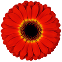 gerbera imax