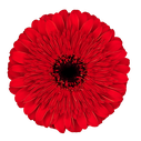 Gerbera Cannon Ball