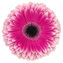 Gerbera Prelude