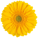 gerbera submarine