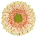 Gerbera Carlita
