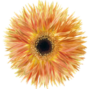 spider gerbera anacleto
