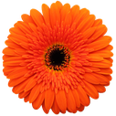 gerbera candela
