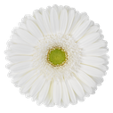 Gerbera Skydance