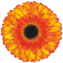 gerbera Spotlight