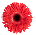Spider Gerbera Katie