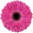 Gerbera Rich
