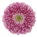 Gerbera Power Ball