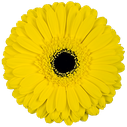 gerbera don leo