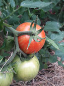 Tomate mit runden, rotgestreiften Früchten. Foto: Gärtnerei Kirnstötter