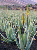 L'aloe vera est une plante à intégrer dans sa pharmacie pour soigner tous les bobos et dans son alimentation sous forme de gel ou pulpe à boire. En Afrique, il devrait y avoir quelques pieds d'aloe 