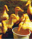 PEKINGENTE