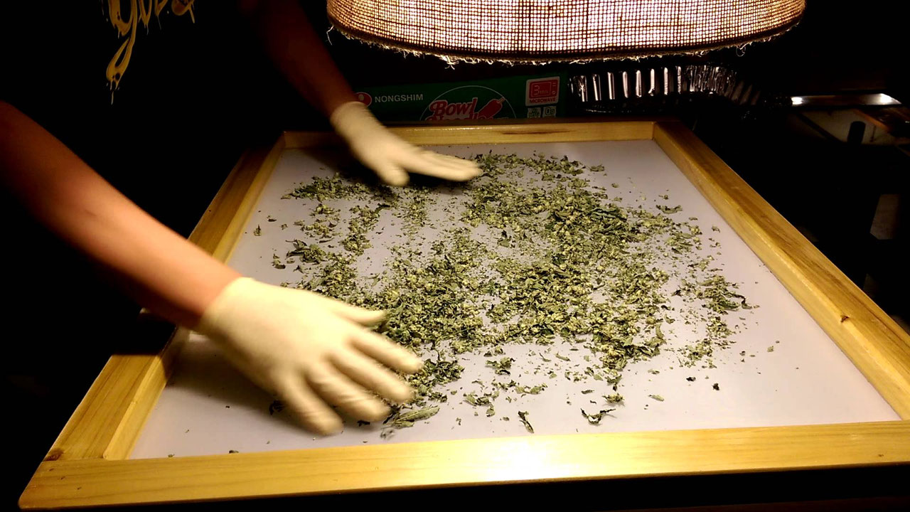 Die besten Methoden Haschisch Herzustellen Cannabis & Hanf Anbau Growguide