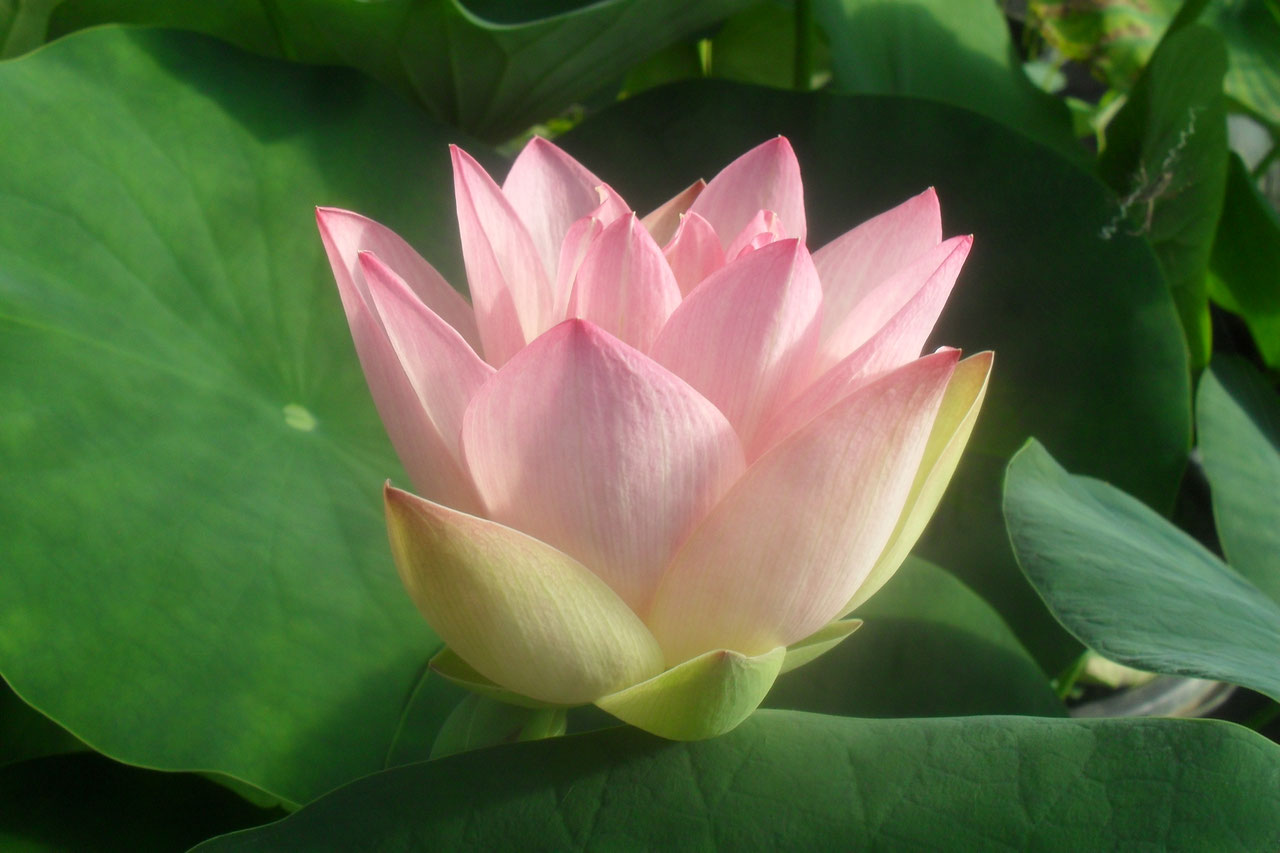 Nelumbo Green Maiden - Lotusland | Seerosenfarm