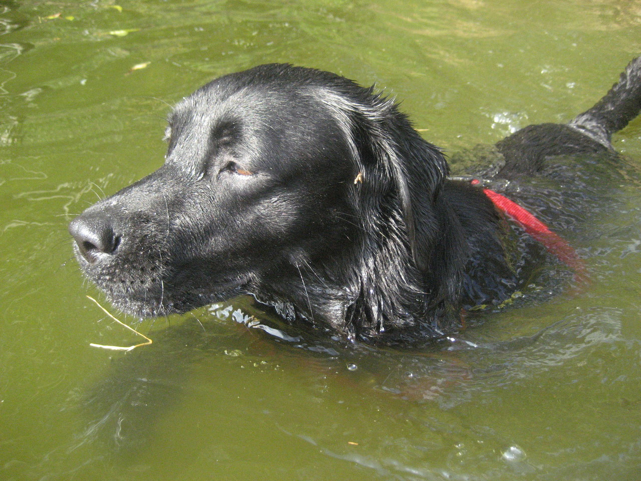 Labrador Zucht die Kunst einen wahren Freund zu schaffen