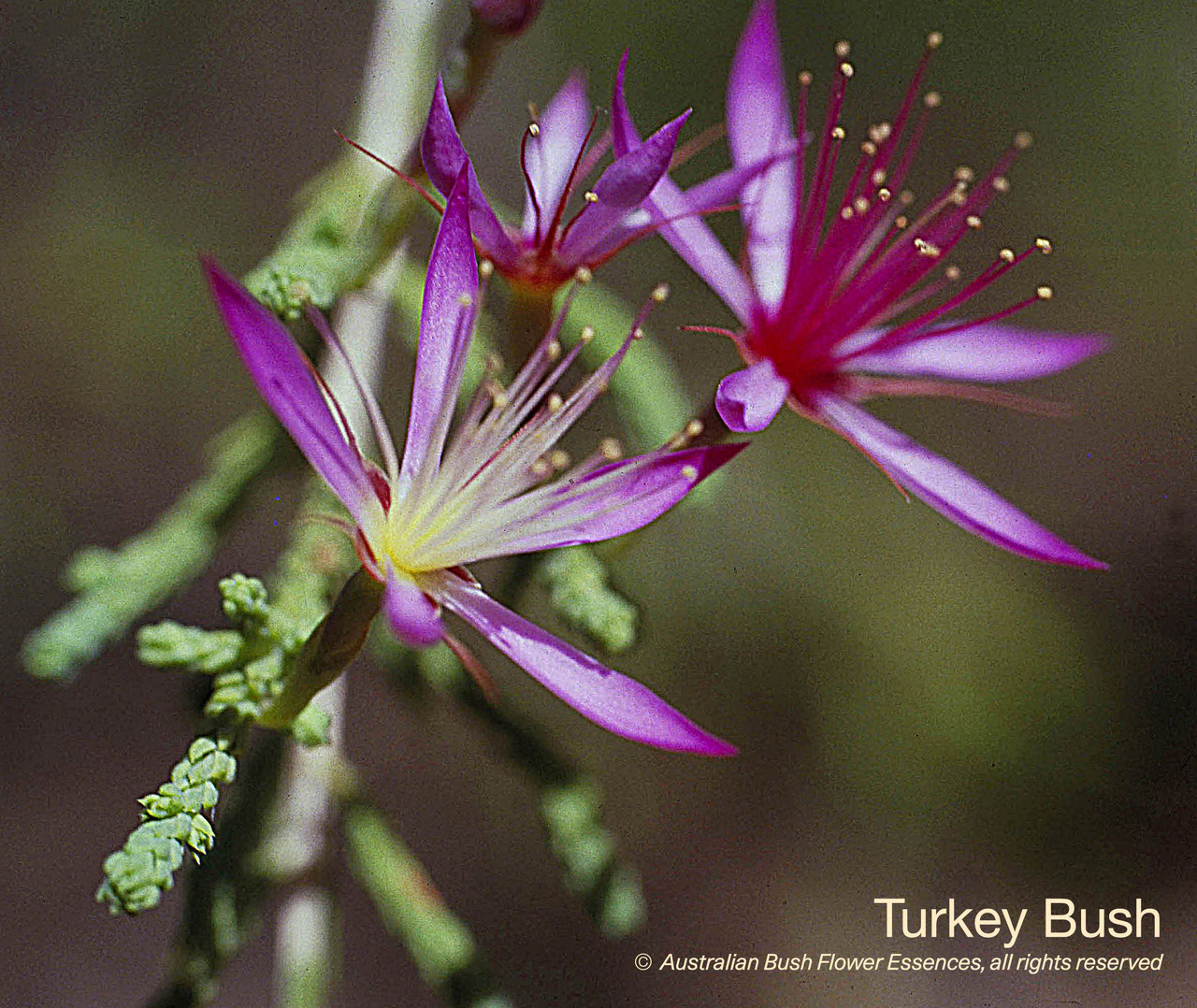 61. Turkey Bush Ricarda Vervoorst Blütenessenzen