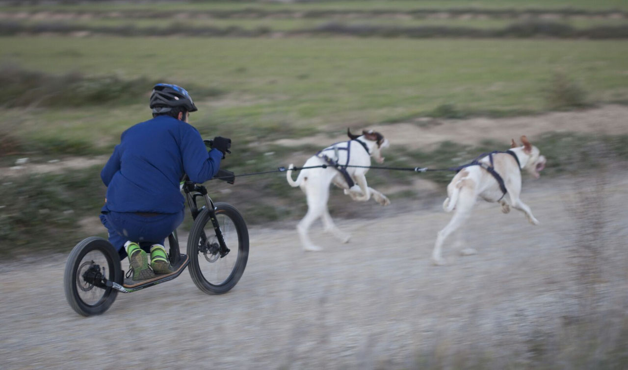 Zughundesport Online Shop, Dogscooter & Zubehör Leithund Dogscooter