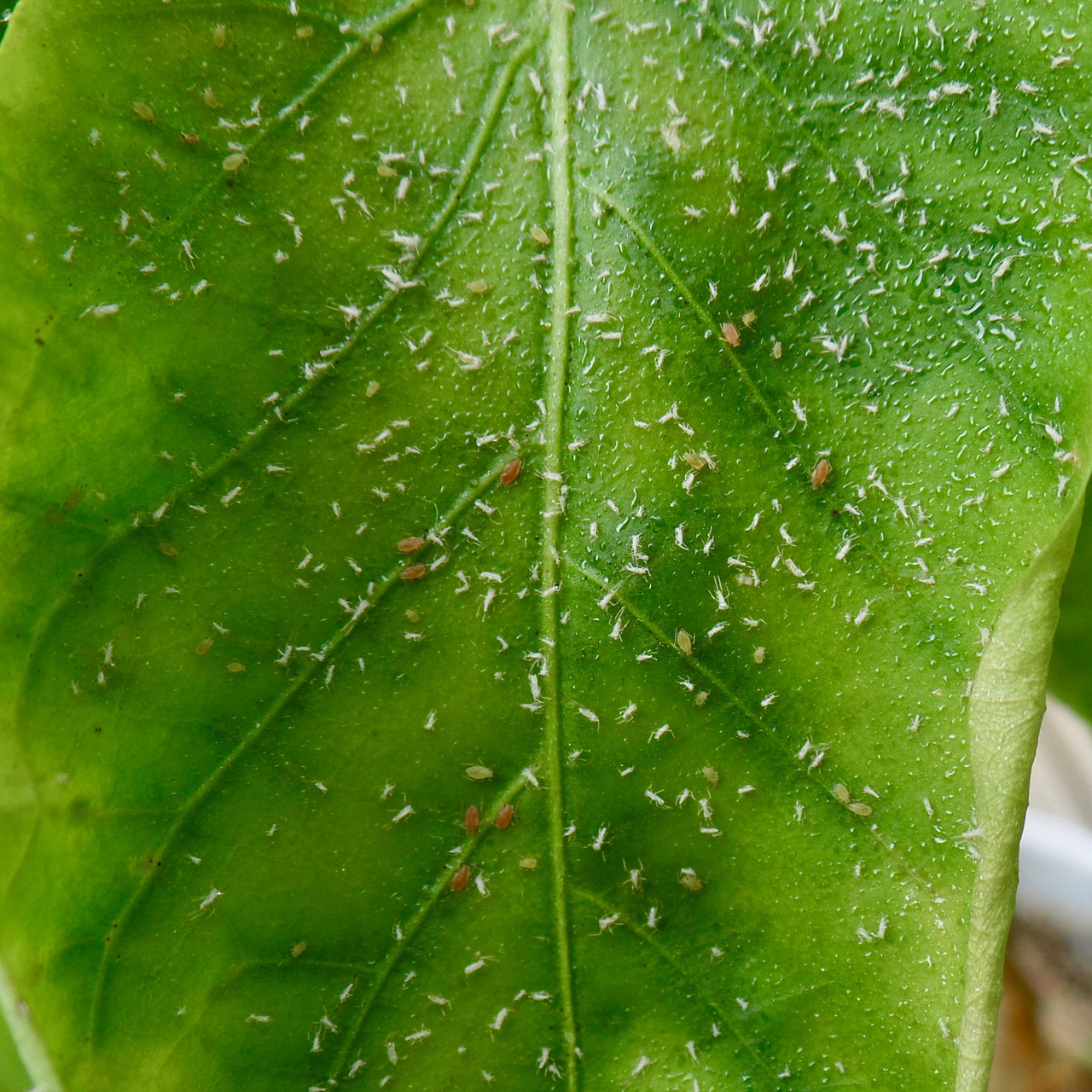 Het herkennen en bestrijden van roetdauw schimmel