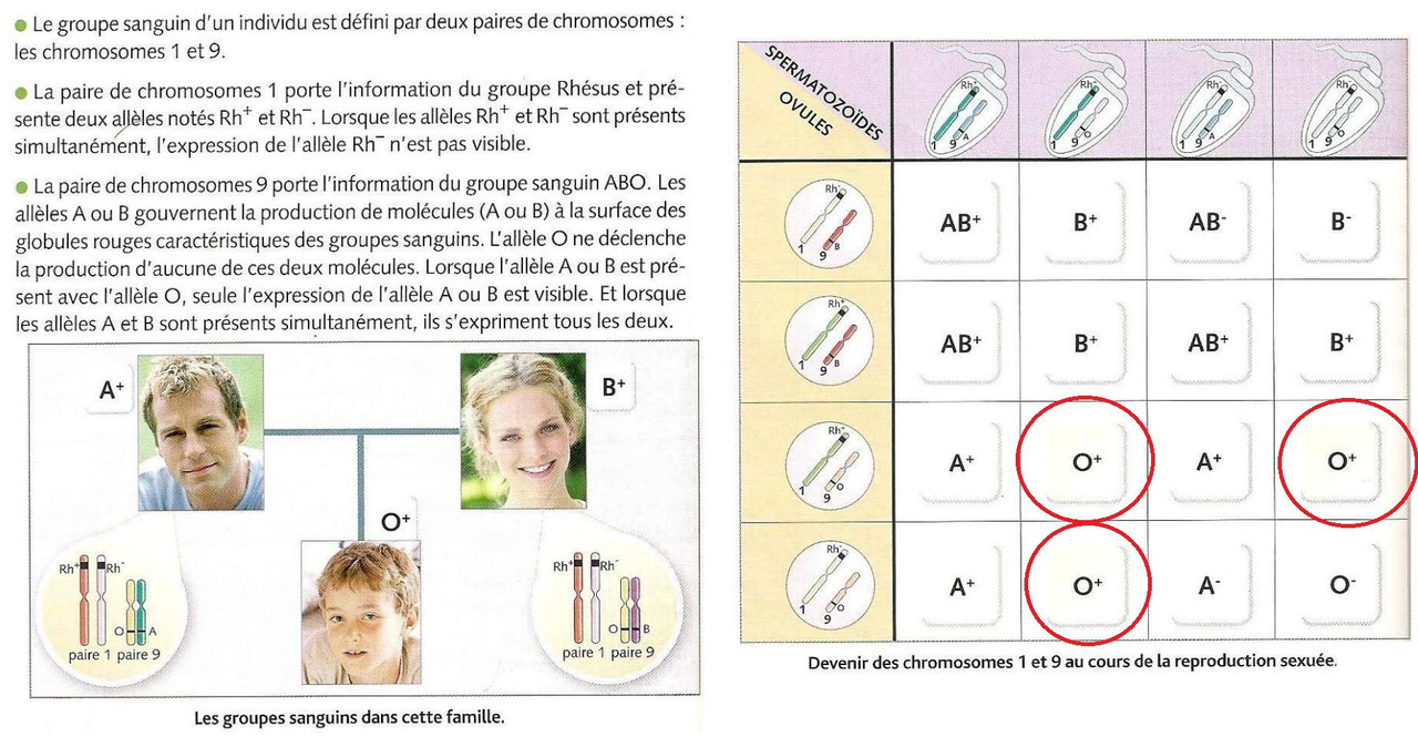 Chapitre 3 division cellulaire et transmission de l'information génétique Site de cours de Chapitre 3 division cellulaire et transmission de l'information génétique Site de cours de